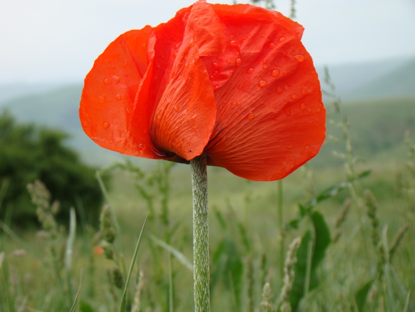Image of Papaver setiferum specimen.