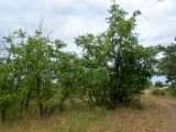 Sorbus domestica