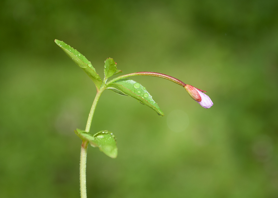 Image of Epilobium hornemannii specimen.