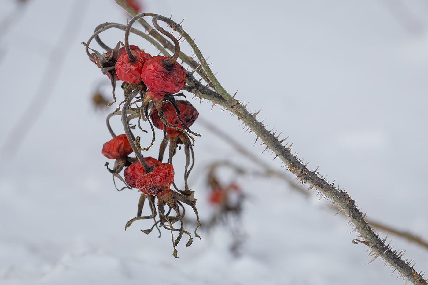 Image of Rosa rugosa specimen.