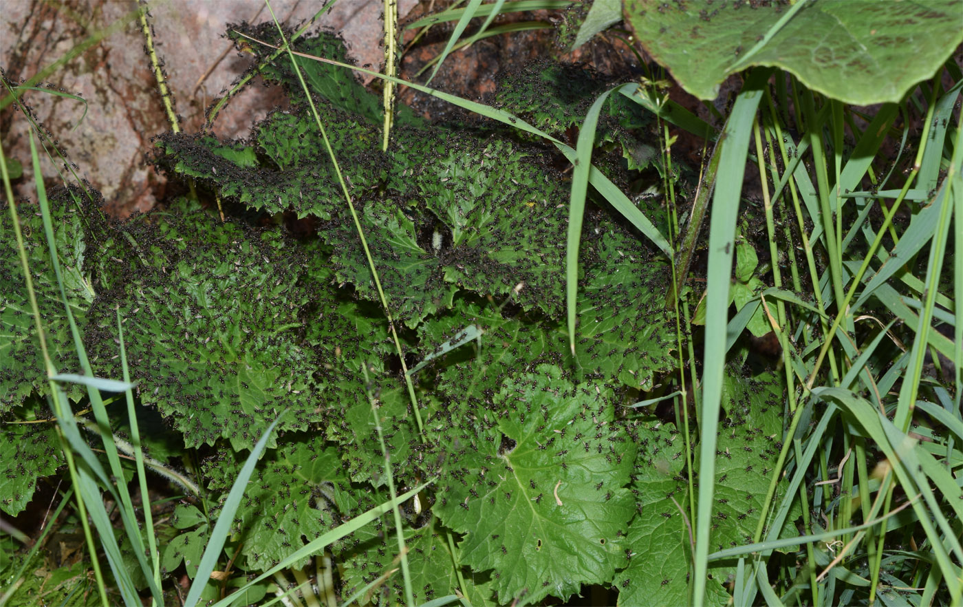Изображение особи Cortusa turkestanica.