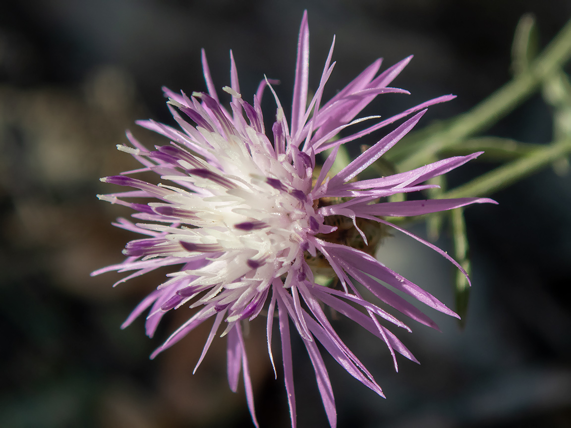 Изображение особи Centaurea caprina.