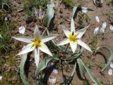 Tulipa bifloriformis
