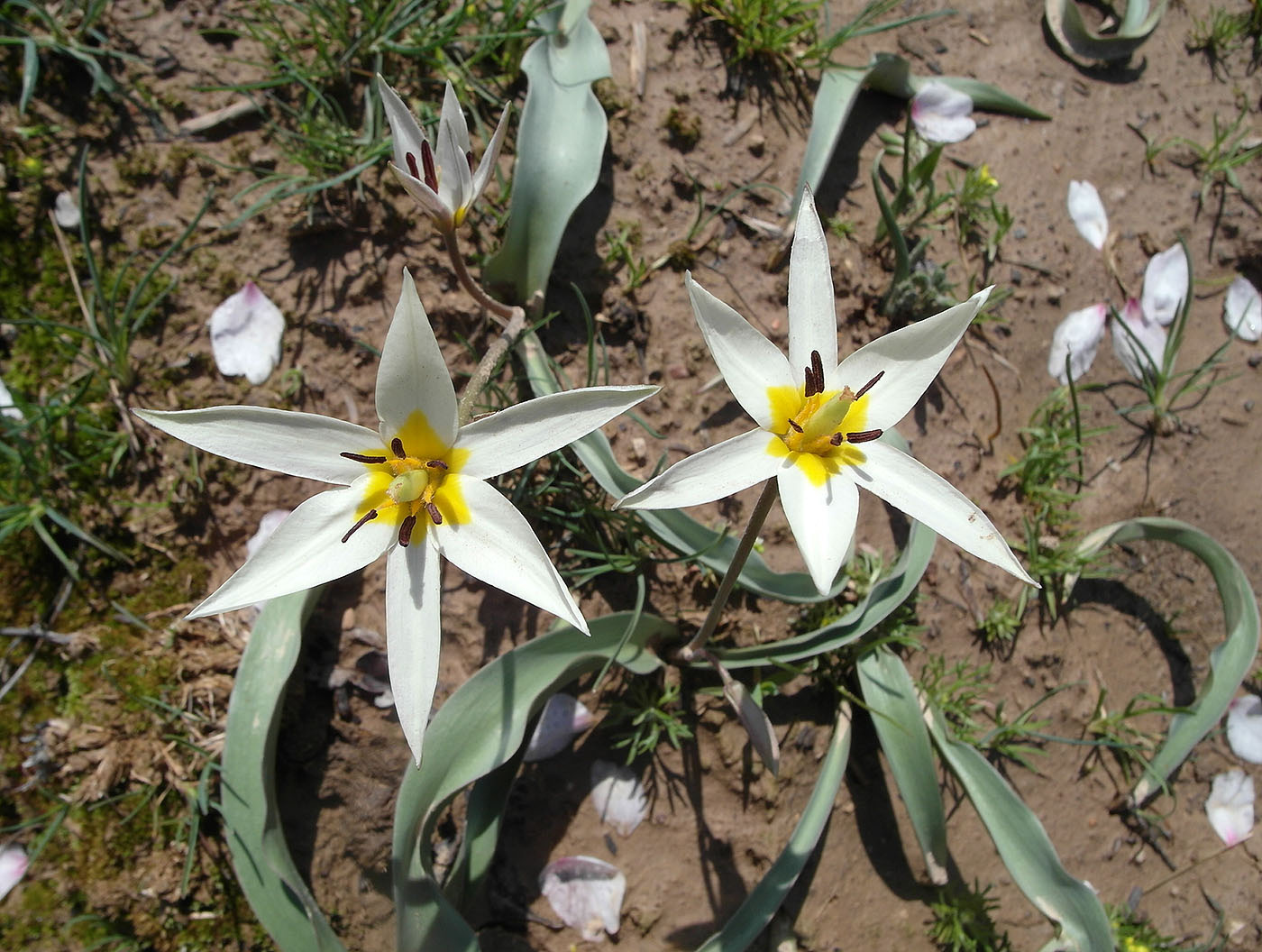 Изображение особи Tulipa bifloriformis.