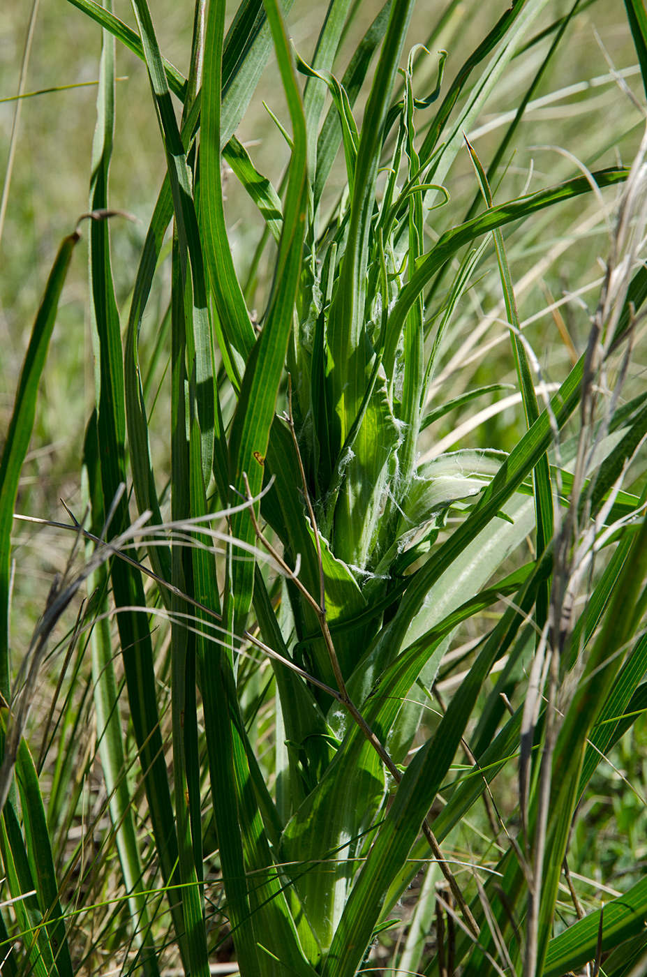 Image of genus Tragopogon specimen.