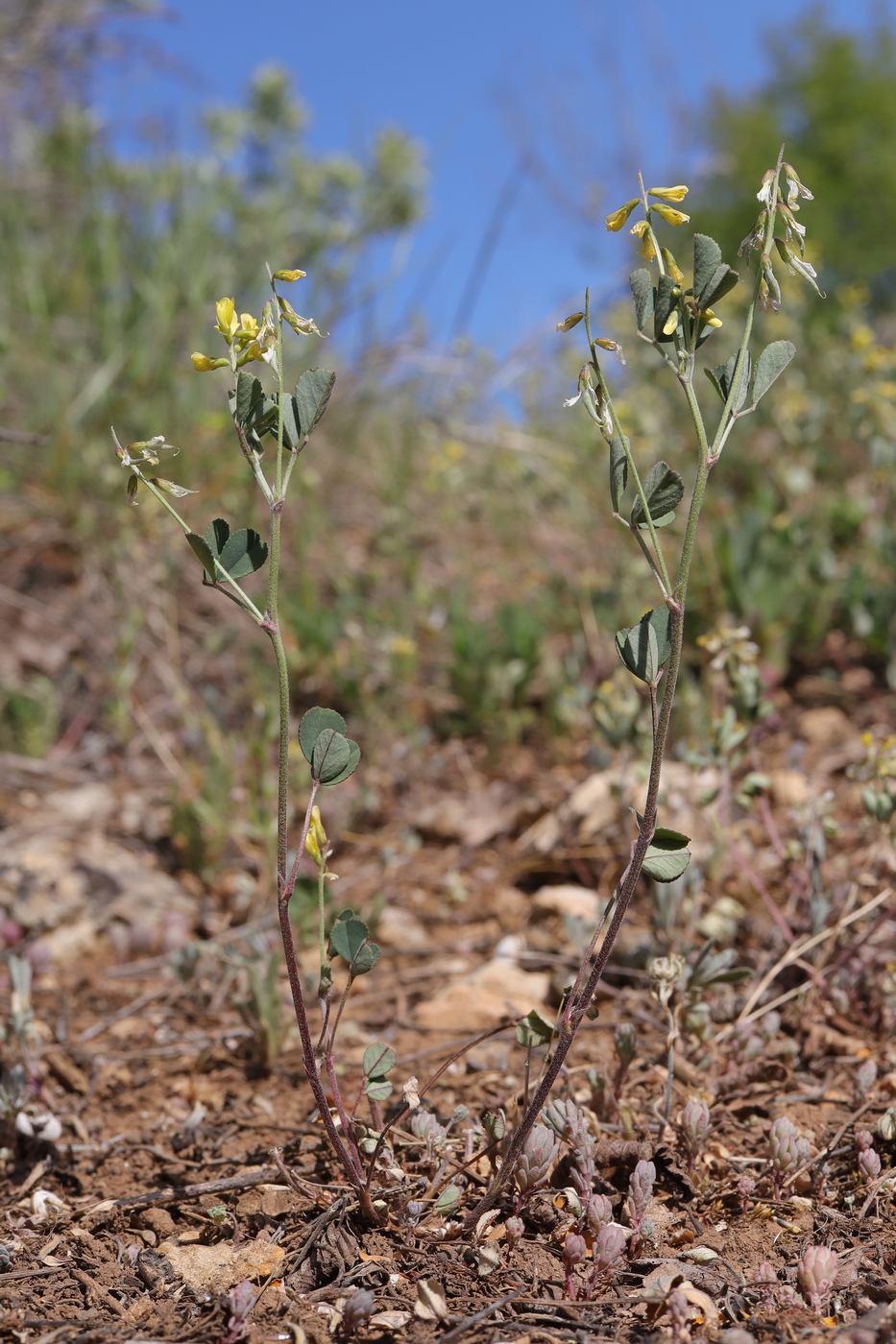 Image of Trigonella strangulata specimen.