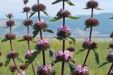 Phlomoides tuberosa