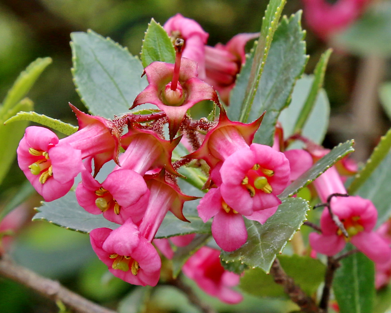 Image of Escallonia rubra specimen.