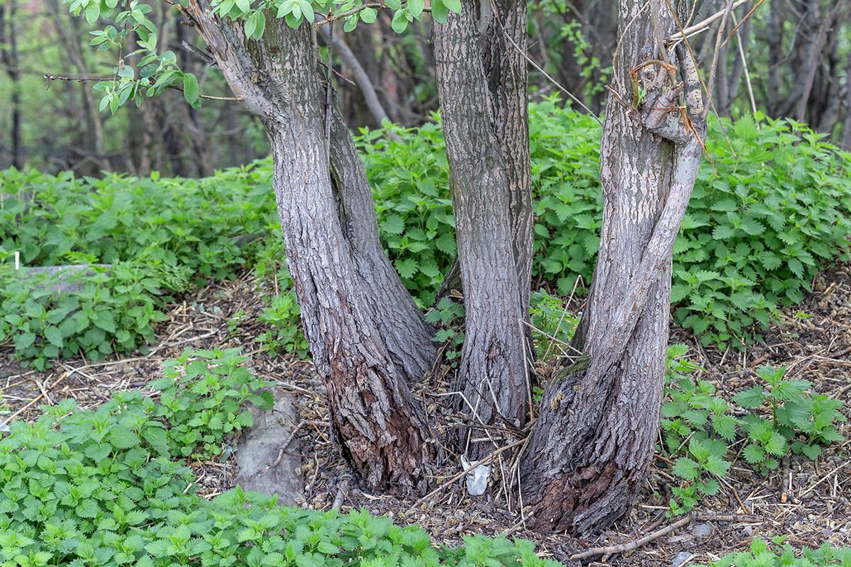 Image of Salix caprea specimen.