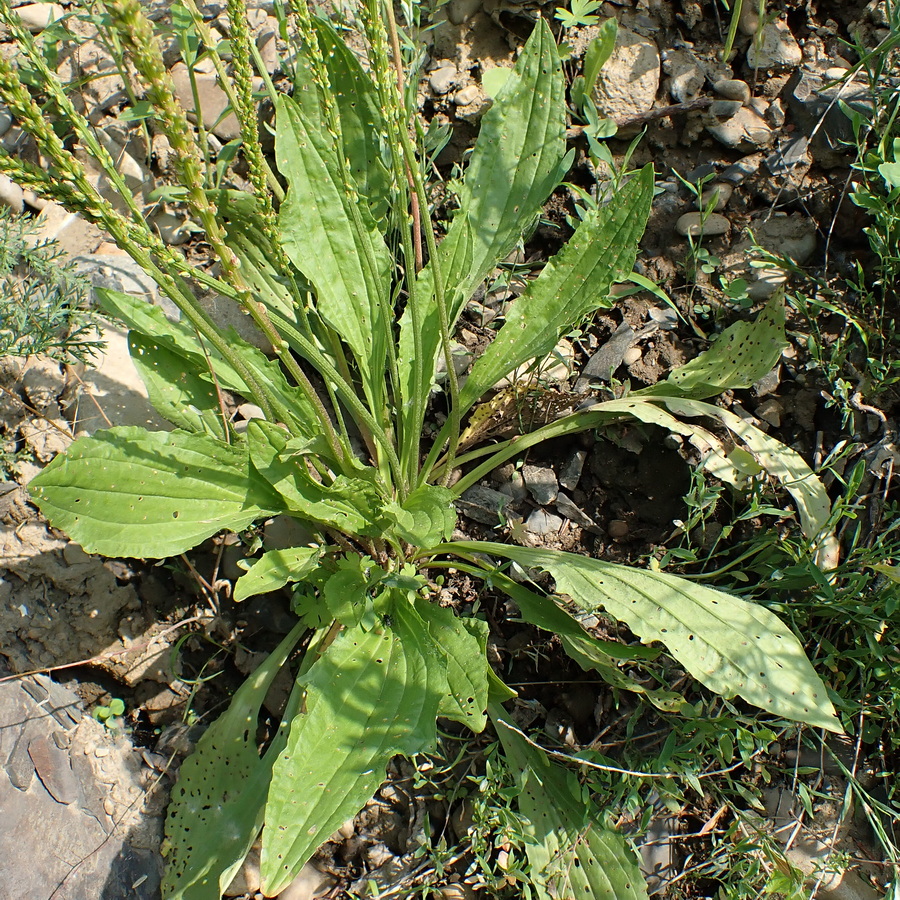 Изображение особи Plantago depressa.