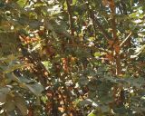 Ceratonia siliqua. Часть кроны цветущего дерева. Израиль, г. Кирьят-Оно, сквер. 18.02.2011.