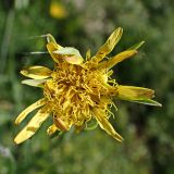Tragopogon orientalis. Соцветие с насекомыми. Хабаровский край, г. Комсомольск-на-Амуре, обочина грунтовой дороги. 27.06.2025.