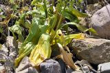 Allium ochotense. Основание плодоносящего растения. Приморский край, Владивостокский ГО, о. Клыкова, терраса над каменистой береговой полосой. 07.07.2025.