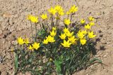 genus Tulipa. Куртина цветущих растений. Узбекистан, г. Ташкент, Ботанический сад им. Ф.Н.Русанова, глинистая почва. 03.04.2022.