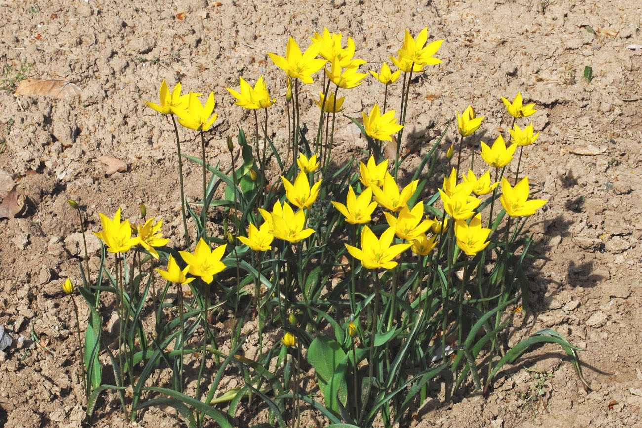 Image of genus Tulipa specimen.