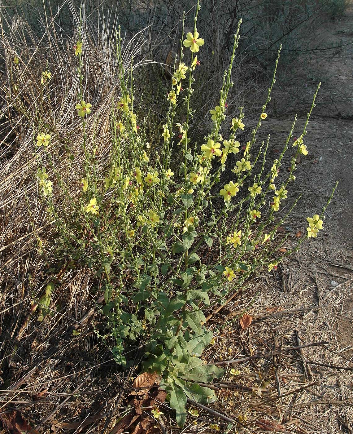 Изображение особи род Verbascum.