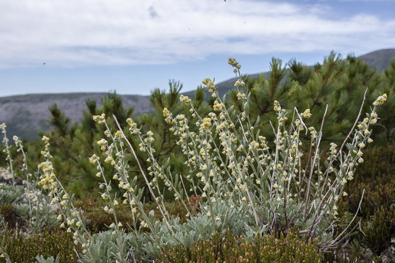 Изображение особи Artemisia lagocephala.