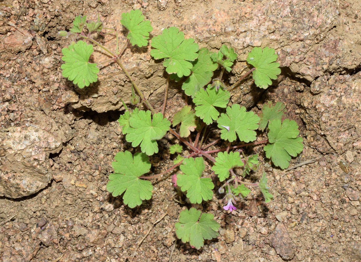 Image of Geranium rotundifolium specimen.