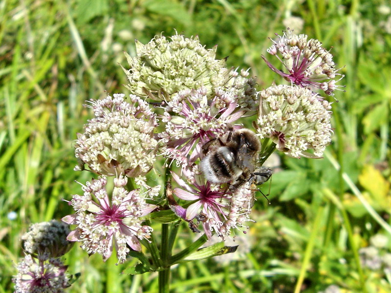 Image of Astrantia major specimen.