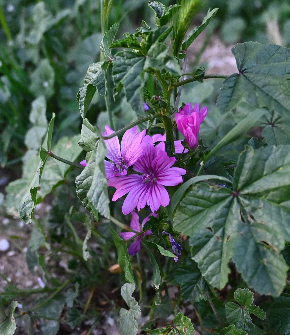 Image of Malva sylvestris specimen.