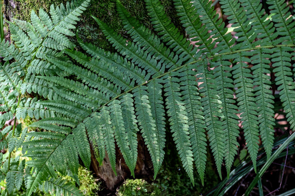 Изображение особи Dryopteris filix-mas.