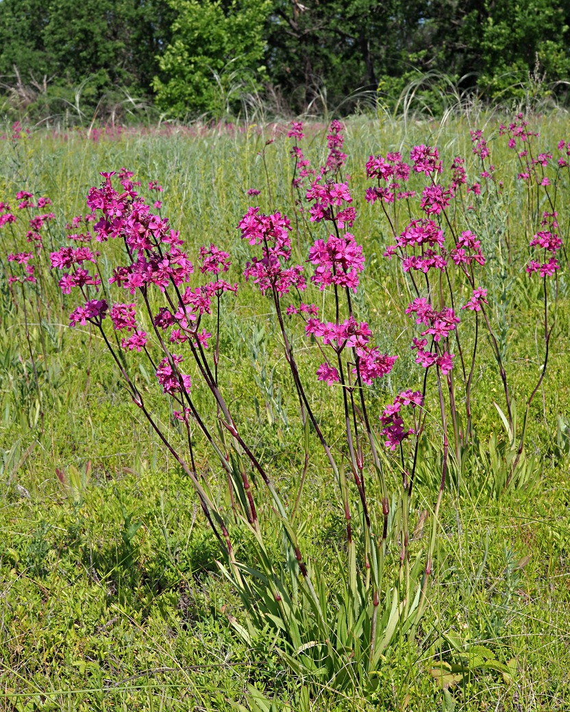Изображение особи Viscaria vulgaris.