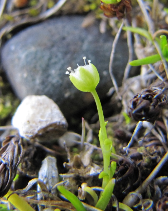 Image of Sagina procumbens specimen.