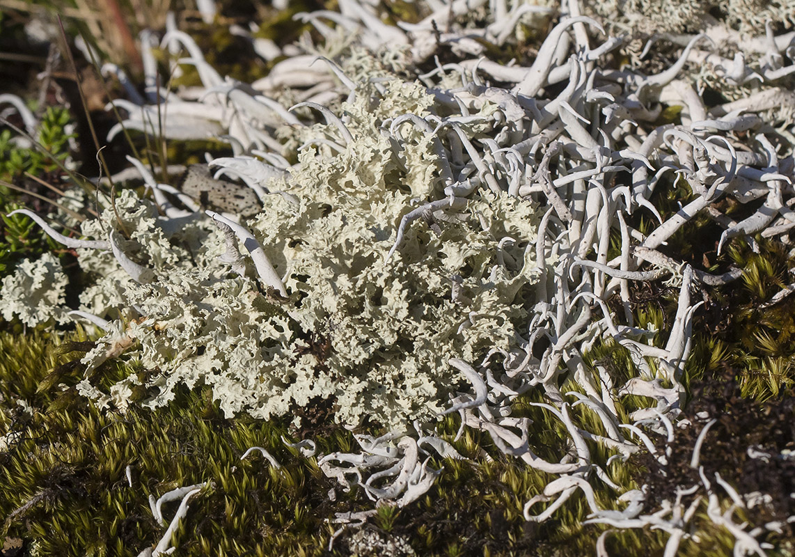 Image of Flavocetraria nivalis specimen.