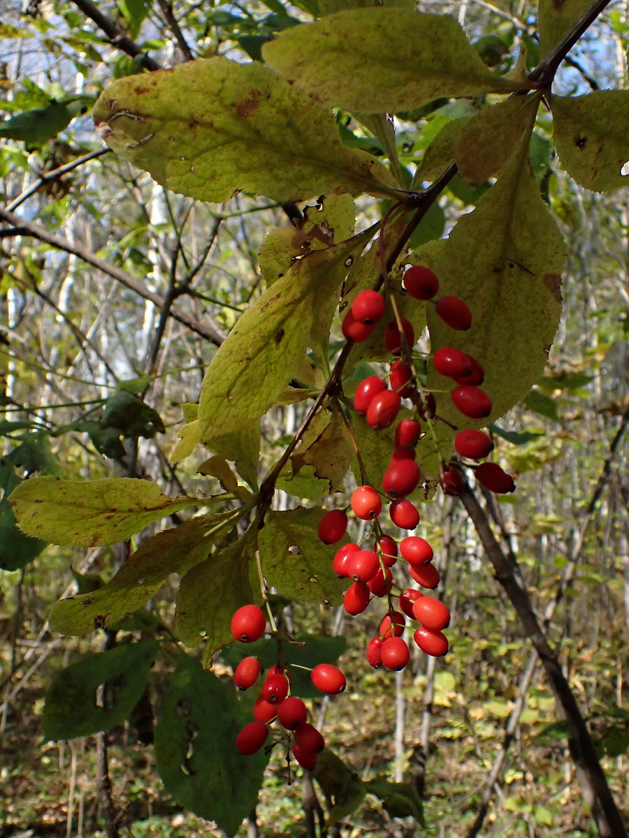 Изображение особи Berberis amurensis.