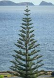 Araucaria heterophylla. Крона взрослого дерева. Португалия, о-в Мадейра, окр. г. Машику, в культуре. 22.08.2025.