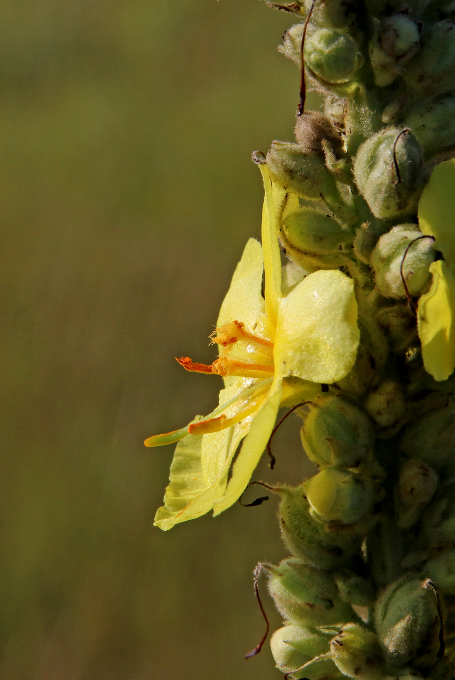 Image of Verbascum thapsus specimen.