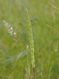 Phleum phleoides
