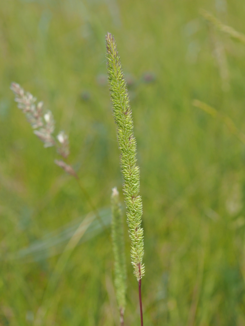 Image of Phleum phleoides specimen.