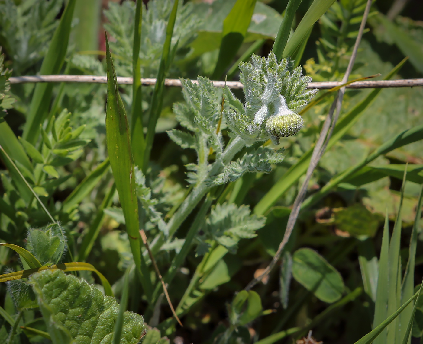 Image of Anthemis melanoloma specimen.