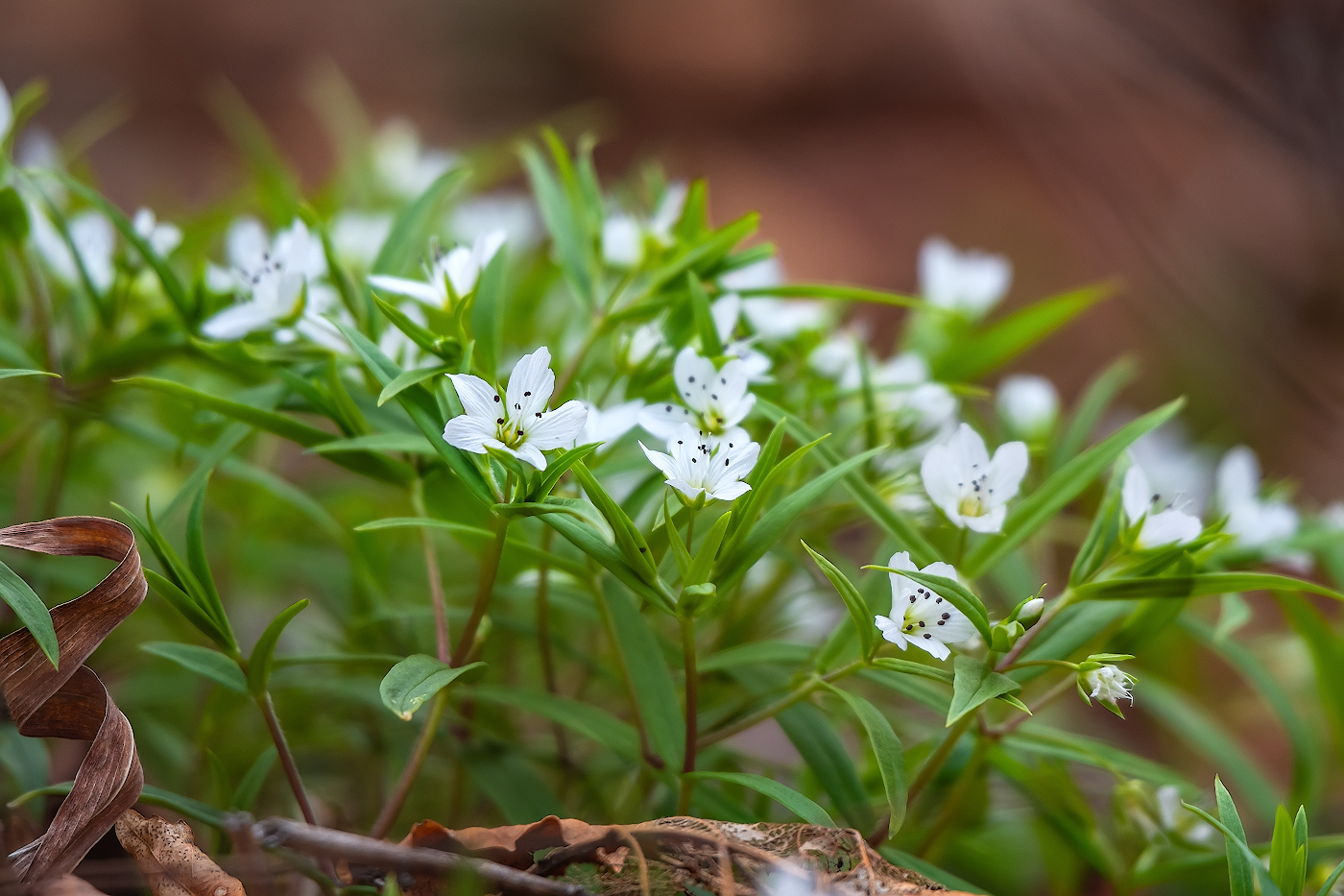 Изображение особи Pseudostellaria rigida.