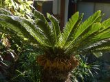 Cycas revoluta. Вегетирующее растение, Турция, г. Анталья, приморский парк. 28 декабря 2025 г.