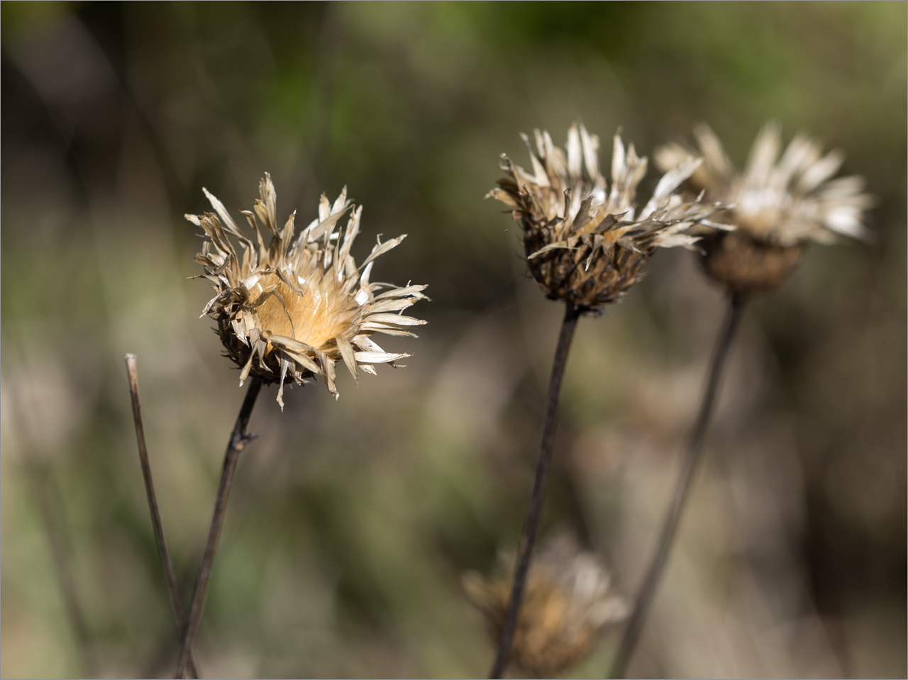 Изображение особи род Jurinea.
