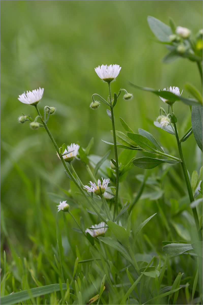 Изображение особи Erigeron annuus.