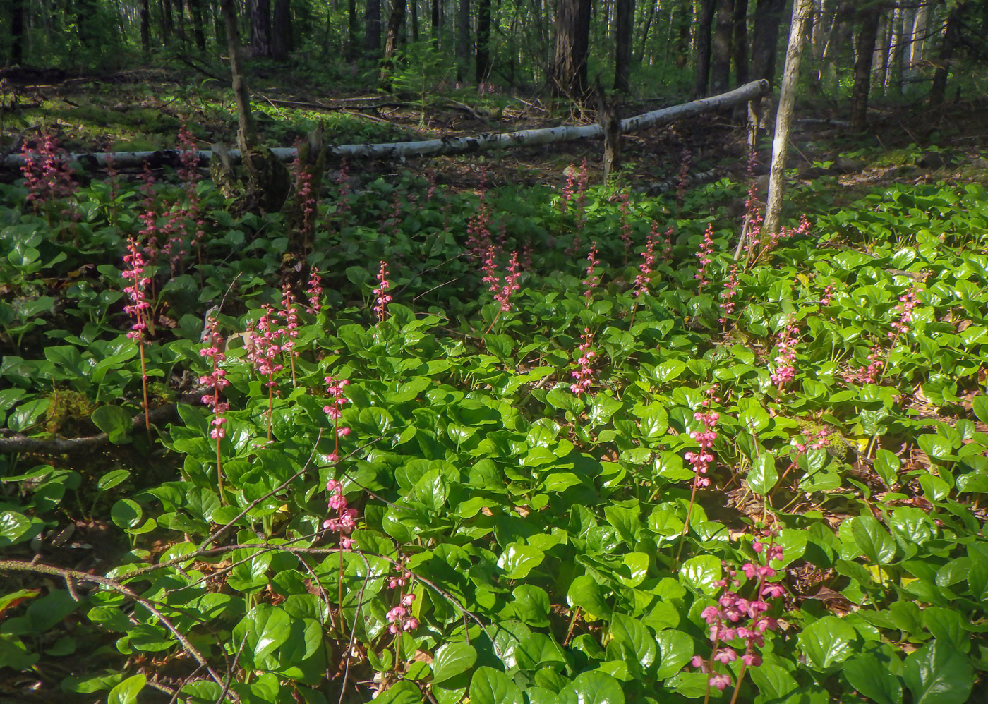 Изображение особи Pyrola incarnata.