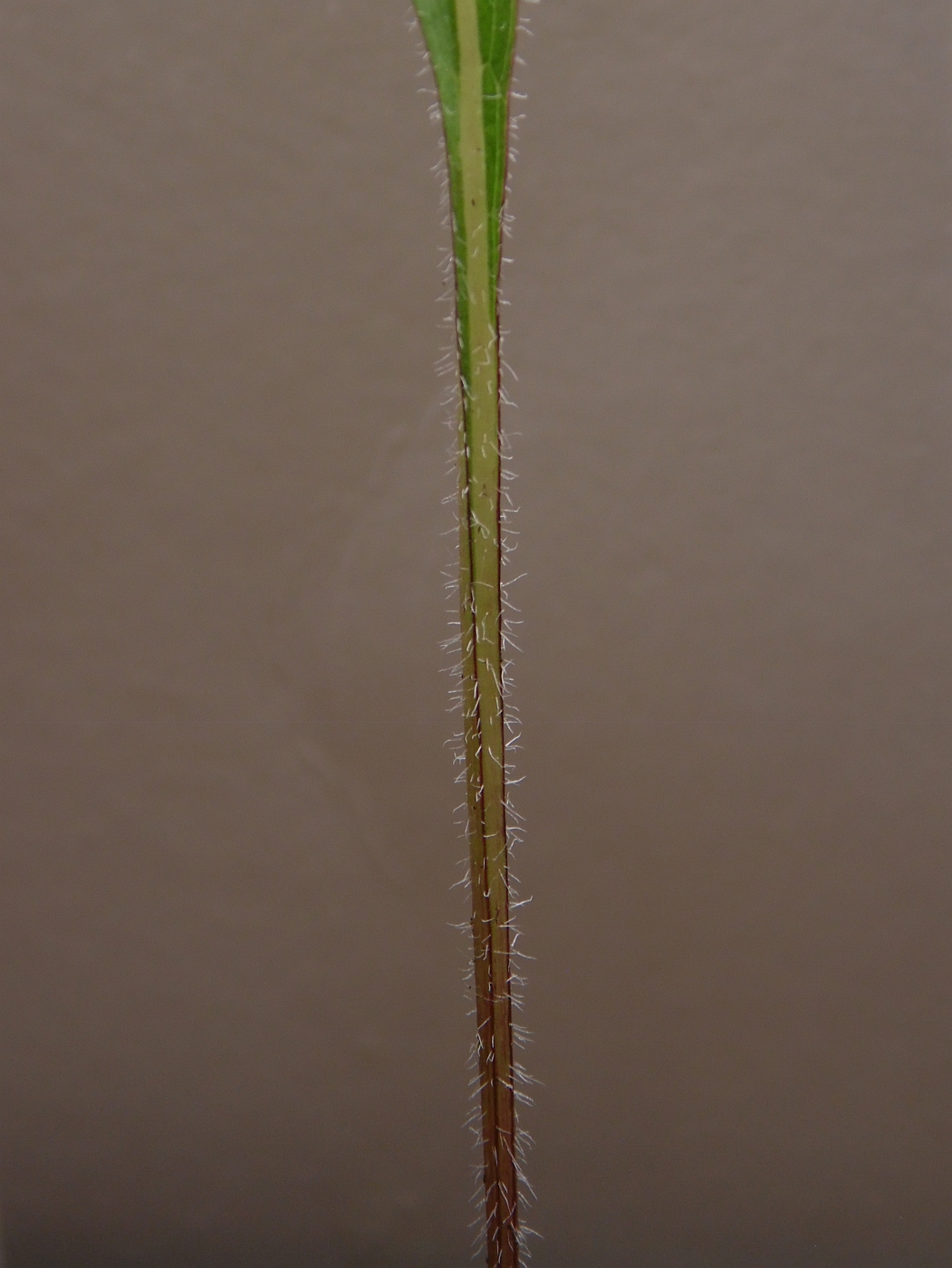 Изображение особи Silphium terebinthinaceum.