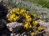 Genista scythica. Цветущие растения. Крым, м/о Судак, окр. с. Веселое, подножие горы Амбулапла, каменисиый склон. 02.05.2025.