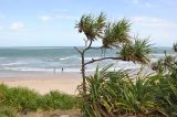 Pandanus tectorius. Плодоносящее растение. Вьетнам, пров. Кханьхоа, южные окр. г. Нячанг, пляж Бай Дай (Бай Зай), прибрежная дюна. 20.02.2026.