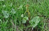 Petasites spurius. Цветущее растение в сообществе с Poaceae. Липецкая обл., Задонский р-н, запов. \"Галичья гора\", берег р. Дон, песчаный пляж, у воды. 10.05.2026.