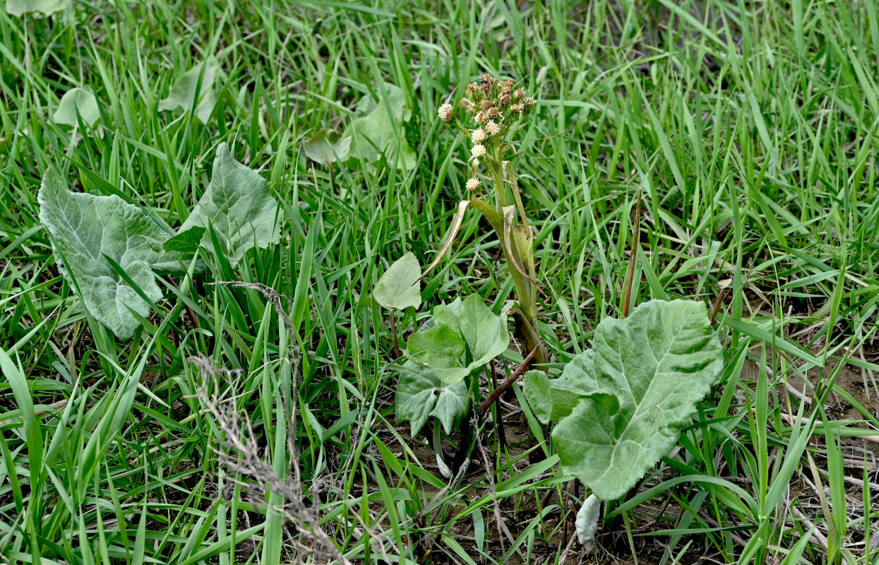 Изображение особи Petasites spurius.