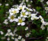 Spiraea hypericifolia ssp. obovata