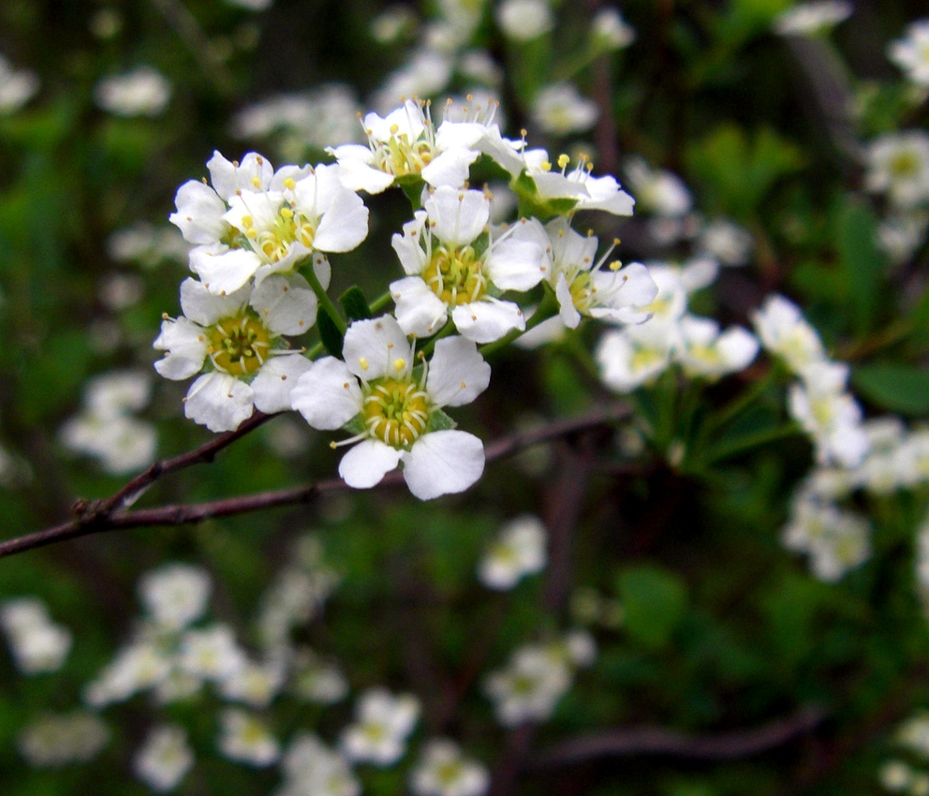 Изображение особи Spiraea hypericifolia ssp. obovata.