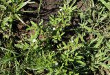Monsonia angustifolia. Цветущие растения. ЮАР, пров. Гаутенг, пригород Киблер Парк (Kibler Park), природный запов. \"Клиприверсберг\" (Klipriviersberg Nature Reserve), саванна, экотропа. 20.01.2025.