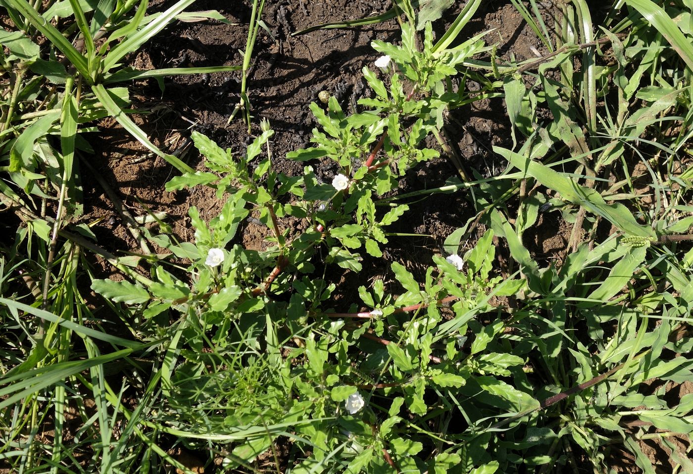 Изображение особи Monsonia angustifolia.