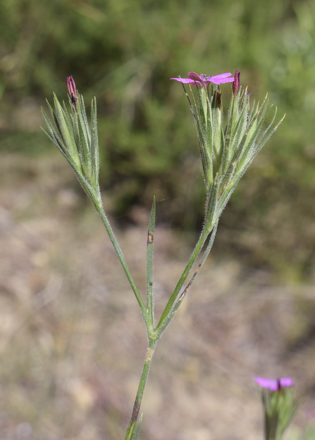 Изображение особи Dianthus armeria.