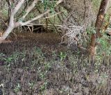 Avicennia marina
